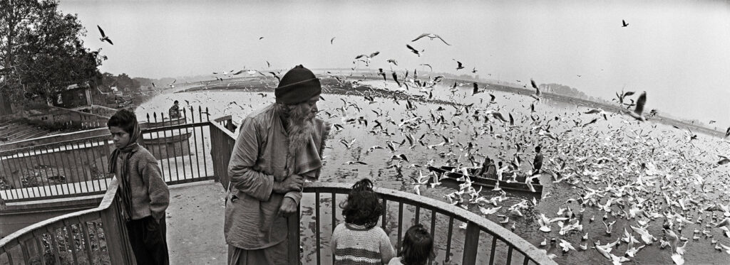 Migrating Seagulls in Jamuna River. Delhi. 1989.