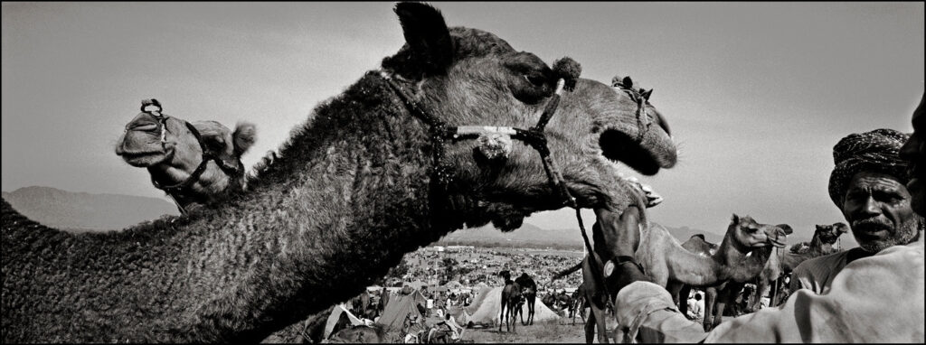 Showing camel's teeth, Pushkar fair, Rajasthan 2005