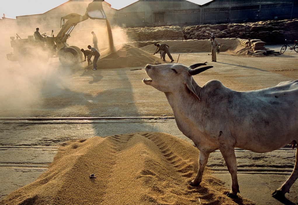 Cow eating wheat, Kandla Port, Gujarat -2000