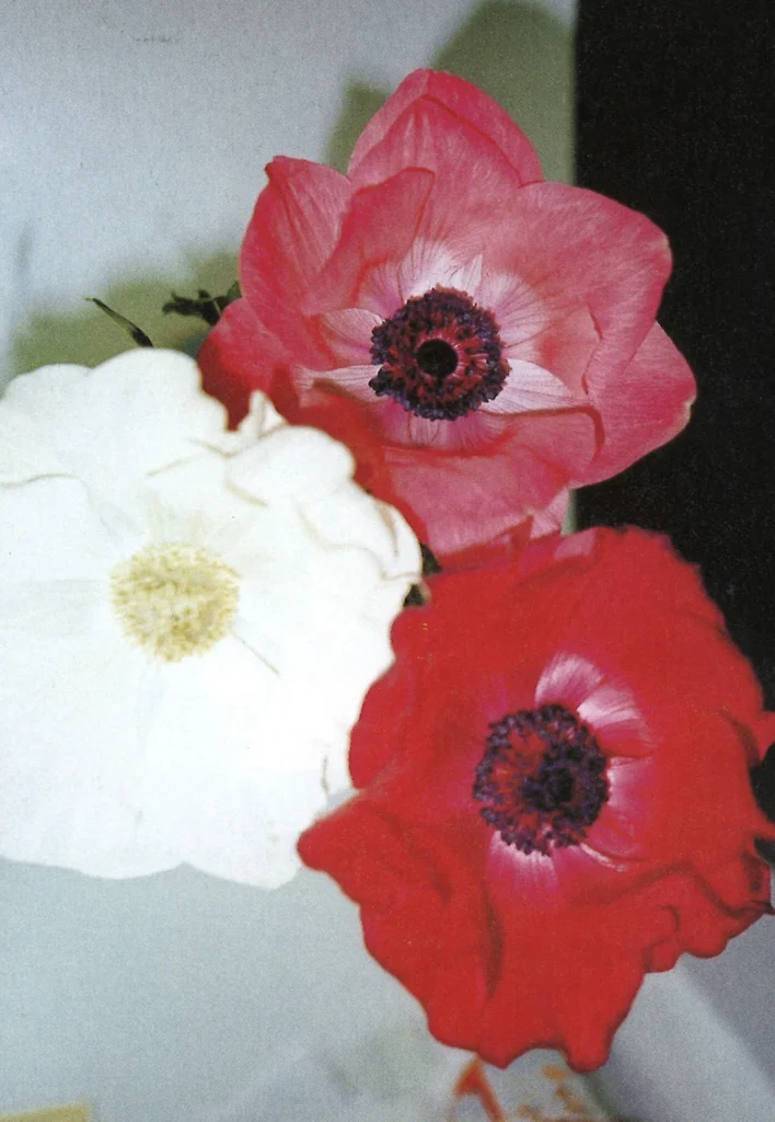 Seventeen Girl Days, 1995