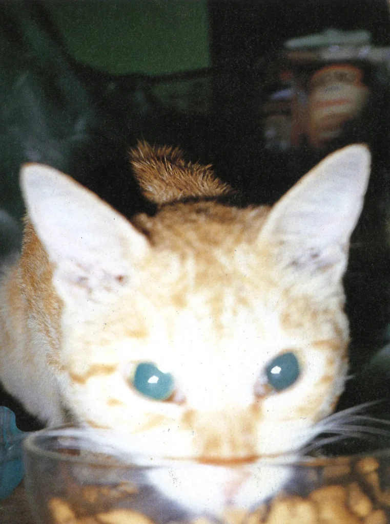 Seventeen Girl Days, 1995